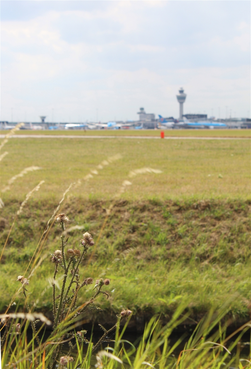 Op een afstand is Schiphol zichtbaar met een aantal vliegtuigen. Direct op de voorgrond hoog gras met een talud die afloopt naar een sloot met daarachter uitgestrekte grasvelden die langs de start- en landingsbanen liggen.